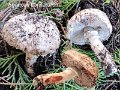 Agaricus coniferarum-amf892-1
